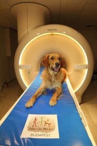 Pies Barack przy tomografie