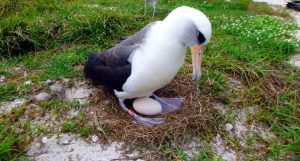 Wisdom - albatros wysiaduje jajo