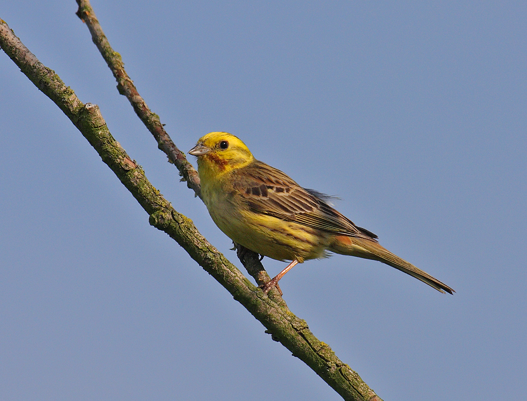 Czy ptaki śpiewają w różnych językach?